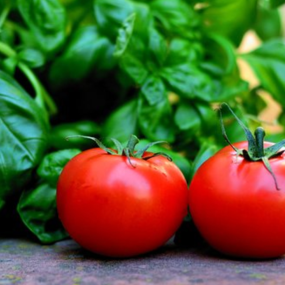 POMODORO-DI-SICILIA-SCICLI-GALANTI-PIANO-CONTI-COOP-AZIENDA-AGRICOLA