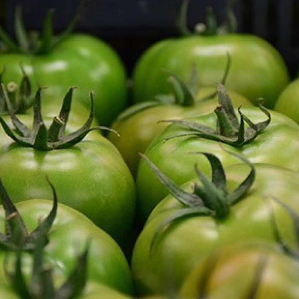 SCICLI-GALANTI-PIANO-CONTI-COOP-AZIENDA-AGRICOLA-POMODORO VERDE